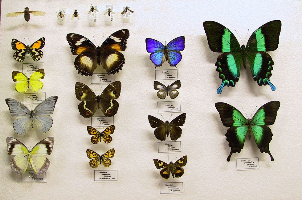 A collection of butterflies of various species